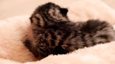 Yumuşak yastıklı miyavlayan yeni doğmuş çizgili kedi yavrusu. Yumuşak hareketli. Sevimli hayvanlar. 4k görüntü