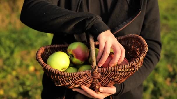 Кошик Яблуками Руках Яблучний Урожай Фермер Тримає Плетений Кошик Яблуками — стокове відео