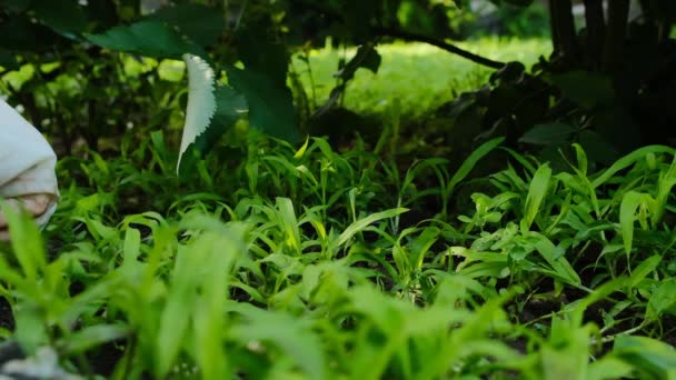 Proces Chwastów Chwasty Ręcznie Ogrodzie Oczyszczam Ziemie Chwastów Ręka Gumowej — Wideo stockowe