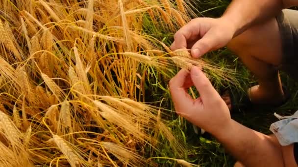 小麦收获 成熟的麦穗在男性手中 从上面看 农民和麦田 小穗黄小麦特写 慢动作4K镜头 — 图库视频影像