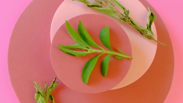 丸いピンクの表彰台に新鮮で乾燥した枝をステビア 野菜の甘味料 ダイエット健康食品成分 外部低カロリー野菜甘味料 上から見る 野菜甘味料 ステビアエキス — ストック動画