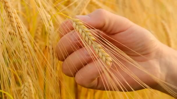 小麦を拭きなさい 小麦畑の背景の手のクローズアップのトウモロコシの耳 農家および小麦畑 小麦の成熟を決定する 4K映像について — ストック動画