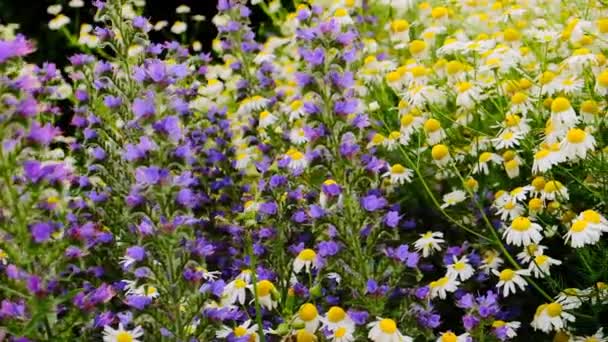 Bunga Liar Putih Dan Ungu Chamomile Dan Salvia Flowers Flowerbed — Stok Video