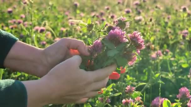 收集红三叶草 女人在三叶草地里采摘三叶草高质量的4K镜头 — 图库视频影像