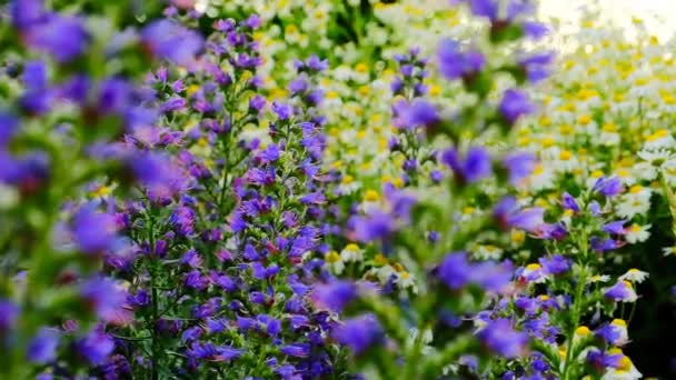 白と紫の野生の花 カモミールとサルビアの花 自然なスタイルで野生の花が咲きます オドルフの花壇 夏のメドウ花 自然なスタイルの庭と花のベッド — ストック動画
