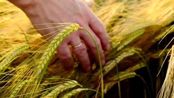 小麦のクローズアップスローモーションの耳 手は熟した黄色い小麦のスパイチレットのクローズアップに触れます 小麦の収穫 4K映像について — ストック動画