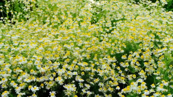 Camomila Salvia Flowers Flowerbed Com Flores Silvestres Estilo Natural Piet — Vídeo de Stock