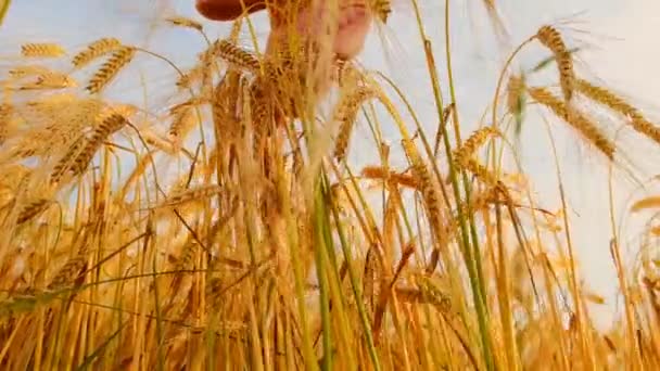 グレインハーベスト 日光の光の中で小麦の耳をハンドストローク 小麦の豊富なパイプ 小麦をパイプする 高品質の4K映像 — ストック動画