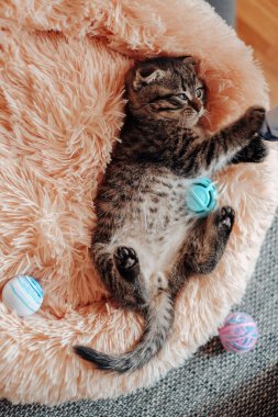 Kedi yavrusu pembe kabarık bir yatakta uzanıyor ve bir oyuncakla oynuyor. Kedi yavrusu bir topla oynuyor. Yukarıdan görünüm. 