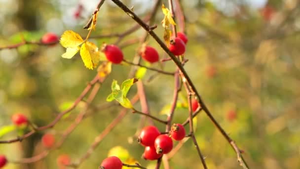 Rose Hips Harvest Rosehip Berries Close Suns Rays Useful Medicinal — Stock Video