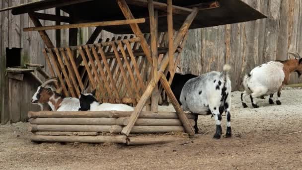 Spotted Goats Raising Goats Livestock Farming Farm Animals Artiodactyls Footage — Stock Video