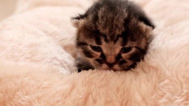 Yeni doğmuş kedicik miyavlıyor. Yumuşak, pembe yastıklı miyavlayan küçük çizgili kedi yavrusu. 4k görüntü