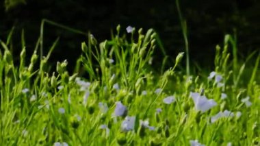 Güneşte mavi keten çiçekleri. Keten mavisi. Tekstil ve kumaş yapmak için bitki. 4k görüntü