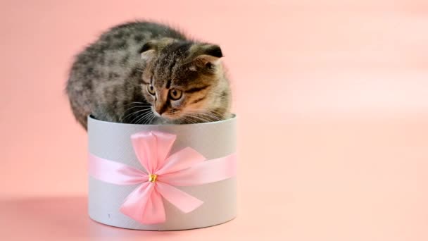 Γατάκι Κουτί Δώρου Φιόγκο Ροζ Φόντο Scottish Φορές Γατάκι Χαριτωμένο — Αρχείο Βίντεο