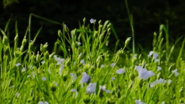 Niebieskie Kwiaty Lnu Słońcu Linen Niebieskie Roślina Produkcji Tekstyliów Tkanin — Wideo stockowe