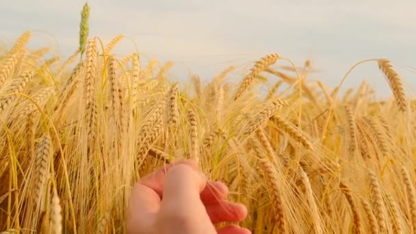 小麦畑のバックグラウンド 農民と小麦畑の手のクローズアップのトウモロコシの耳 4K映像について — ストック動画