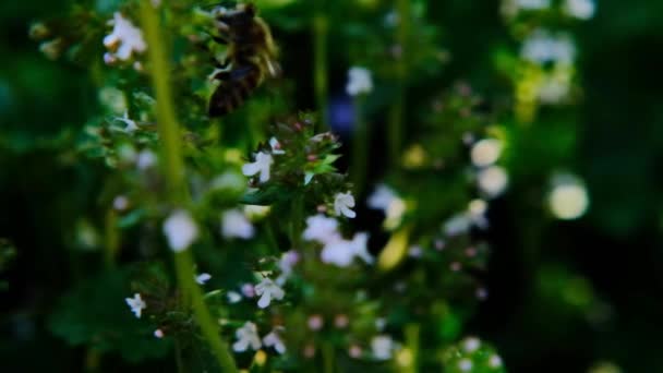 Tymiankowe Kwiaty Owady Ogrodzie Pikantne Zioła Ogrodzie Kwitnący Tymianek Pszczoły — Wideo stockowe