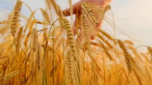 グレインハーベスト 日光の光の中で小麦の耳をハンドストローク 小麦の豊富なパイプ 小麦をパイプする 高品質の4K映像 — ストック動画