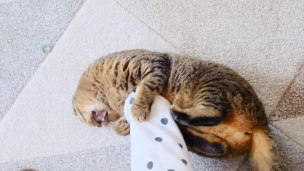 Γάτα Δαγκώνει Χέρι Συναισθηματική Αγριόγατα Scottish Tabby Γάτα Παίζει Ένα — Αρχείο Βίντεο