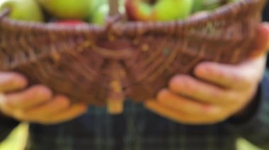 Elma toplama. Elmalı sepet. Sonbahar elma hasadı. 4k görüntü