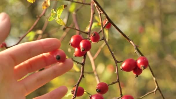 Rose Hips Harvest Hand Touches Rosehip Rosehip Berries Close Suns — Stock Video