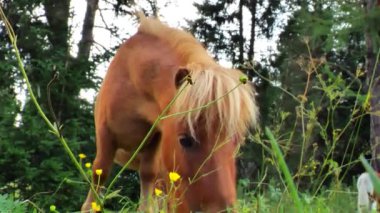 Kırmızı midilli otlakta otluyor. Midilli çimenleri kemiriyor. Küçük şirin kırmızı, siyah ve beyaz atlar. Lungau, Avusturya 'daki midilli çiftliği. 4k görüntü