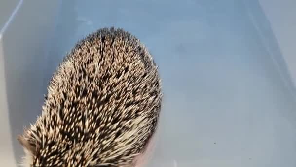 Hedgehog Banha Num Banho Azul Processo Lavar Ouriço Filmagem — Vídeo de Stock