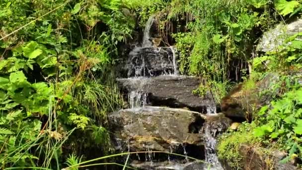Floresta Waterfall Flow Água Sobre Pedras Samambaias Uma Floresta Montanha — Vídeo de Stock