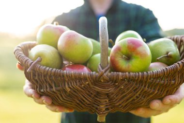 Elma sepeti çiftçilerin elinde güneşte sonbahar bahçesinde. Erkekler olgun bir elma tutarlar. Sonbahar meyveleri koleksiyonu. Sonbahar meyvesi bolluğu. Organik tarım meyveleri. 