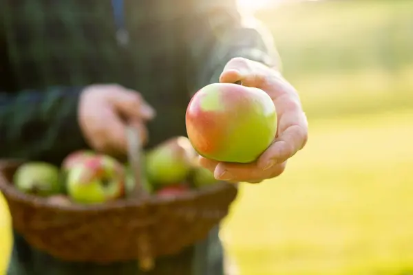 Apples in farmers hands in the autumn garden in the sun. Mans hand holds ripe apple.Collection of autumn fruits. Autumn fruit abundance.Organic Farm Fresh Fruits