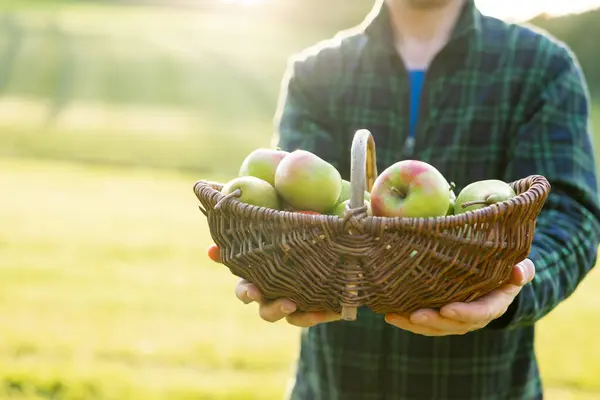 Apples in a wicker basket in farmers hands in the sun. Mans hand holds out a ripe apple.Collection of autumn fruits. Autumn fruit abundance.Organic Farm Fresh Fruits