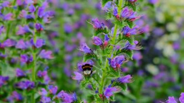 Salvia çiçekleri. Mor kır çiçekleriyle çiçek tarhı. Yaz çayır çiçekleri ve bitkiler. 4k görüntü