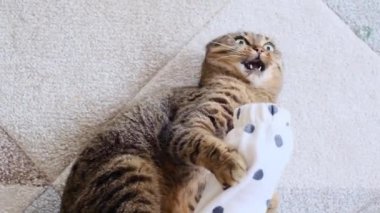 Kedi ısırığı. Duygusal kızgın kedi. İskoç tekir kedisi bir çocukla oynar ve elini ısırır. Yukarıdan bak. Kedi ve çocuk oyunları. 4k görüntü