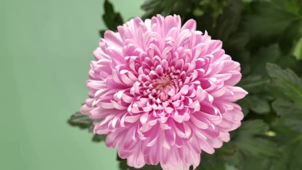 Chrysanthemums Lilac Flower Буш Двойной Цветок Хризантемы Кадров — стоковое видео