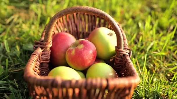 アップル豊富 ハンドは 芝生のクローズアップの上にバスケットにリンゴを置きます 4K映像について — ストック動画