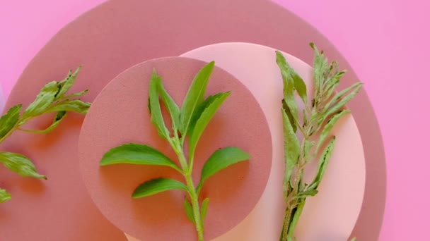 ステビアの甘味料 円形のピンクの表彰台に新鮮で乾燥した枝 4K映像について — ストック動画