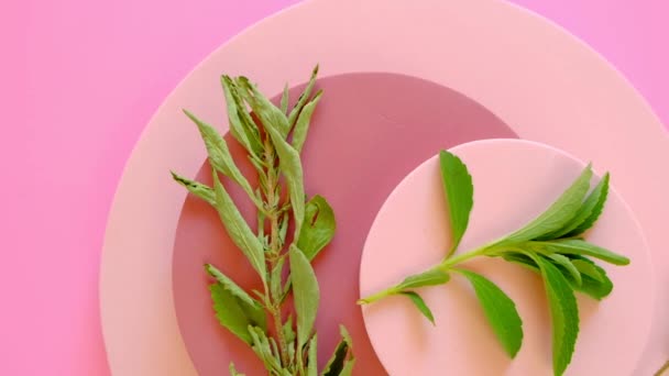 Stevia Frische Und Getrocknete Zweige Auf Runden Rosa Und Braunen — Stockvideo