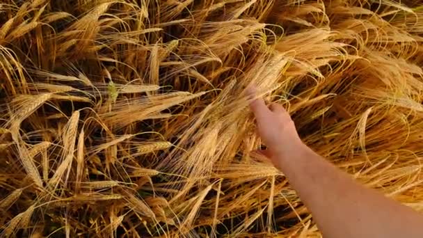 农民把手放在金黄色的麦穗上 动作缓慢 种植小麦和谷类作物 收获小麦 4K镜头 — 图库视频影像