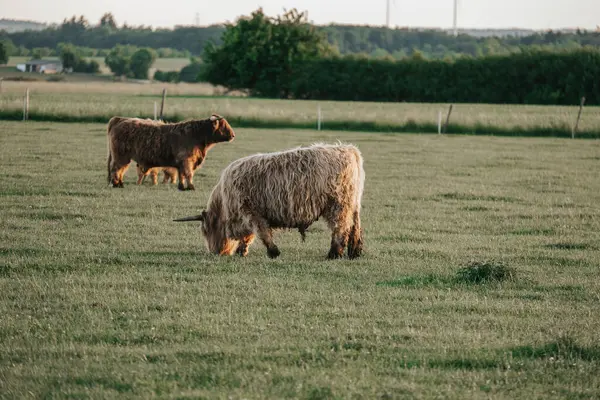 Big horned cows on a meadow chews grass.Farming and cow breeding.Furry highland cows graze on the green meadow.Red cows and calf in the pasture in the sunshine at sunset