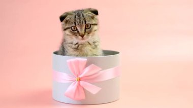Pembe arka planda fiyonklu bir hediye kutusunda kedi yavrusu. İskoç kedisi. Yuvarlak hediye kutusunda sevimli bir hayvan. Gri bir kutuda çizgili tüylü kedi yavrusu. 4k görüntü
