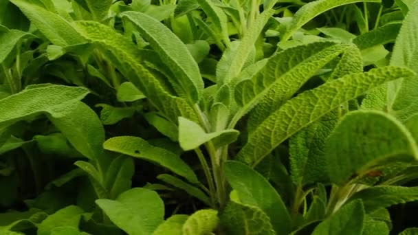 Φυτά Salvia Κοντά Χρήσιμα Φαρμακευτικά Φυτά Και Βότανα Στον Κήπο — Αρχείο Βίντεο