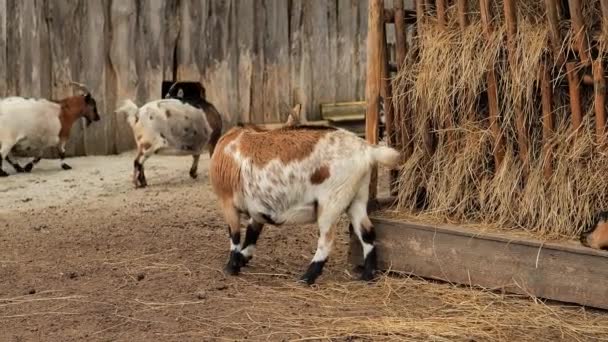 Spotted Goats Eat Hay Feeder Farm Animals Raising Goats Livestock — Stock Video
