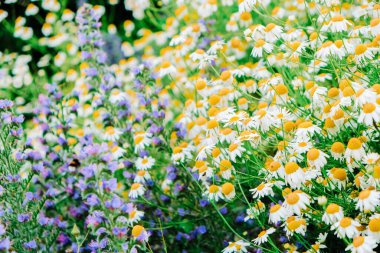  Papatya ve salvia çiçekleri. Doğal bir şekilde kır çiçekleriyle çiçeklenmiş. Piet Oudolf çiçek yatakları. Beyaz ve mor kır çiçekleri. Çayırlık çiçekler. Bahçeler ve çiçek yatakları doğal bir şekilde..