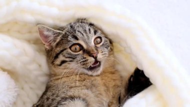 Kedi yavrusu beyaz bir ponpon ile oynuyor. Komik kedi yavrusu kameraya bakıyor. Evcil bir hayvanla sevimli bir video. Yüksek kalite 4k görüntü
