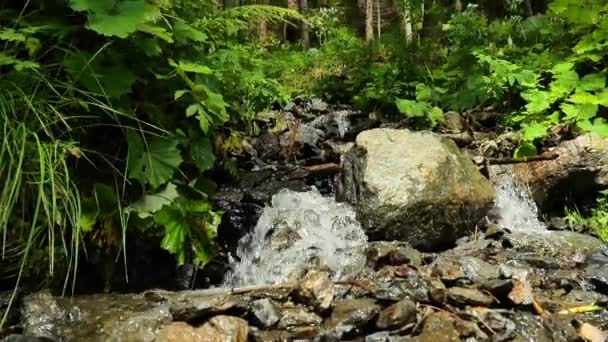 Mały Wodospad Leśny Powolny Ruch Przepływ Wody Nad Kamieniami Paprociami — Wideo stockowe