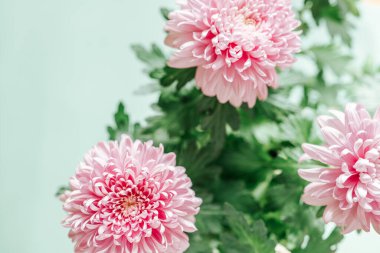 Kasımpatı ve yıldız çiçekleri. Pastel renklerde narin çiçek arkaplanı. Sonbahar daimi çiçekleri. Çift kasımpatı çiçeği çalısı. Güzel pembe ve leylak çiçekleri