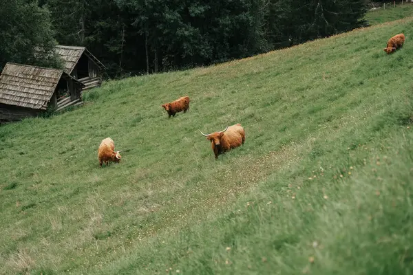 Zelené Louce Pasou Chlupaté Horské Krávy Skotské Krávy Vysočina Plemeno — Stock fotografie