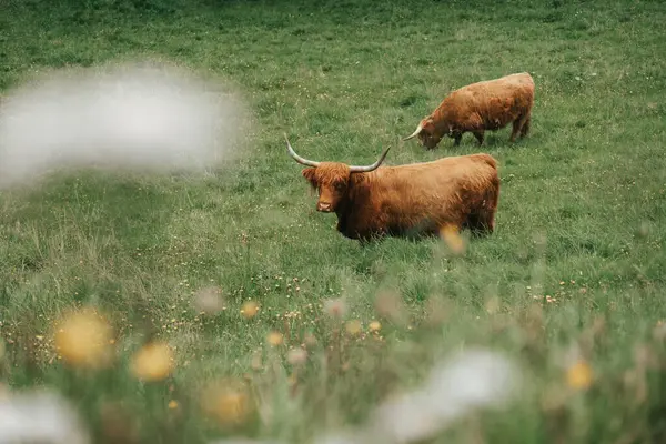 Schotse Koeien Highland Broeden Een Alpenweide Bergen Roodharige Stier Kauwt — Stockfoto