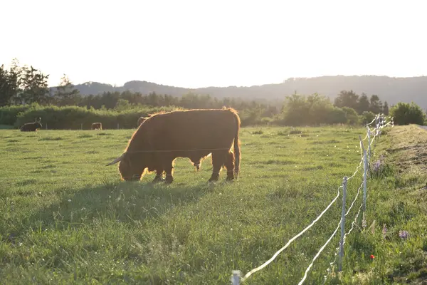 Raça Montanha Vacas Vermelhas Peludas Com Chifres Grandes Prado Mastiga — Fotografia de Stock