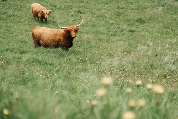 Schotse Koeien Een Weiland Bergen Roodharige Stier Kauwt Gras Boeren — Stockfoto